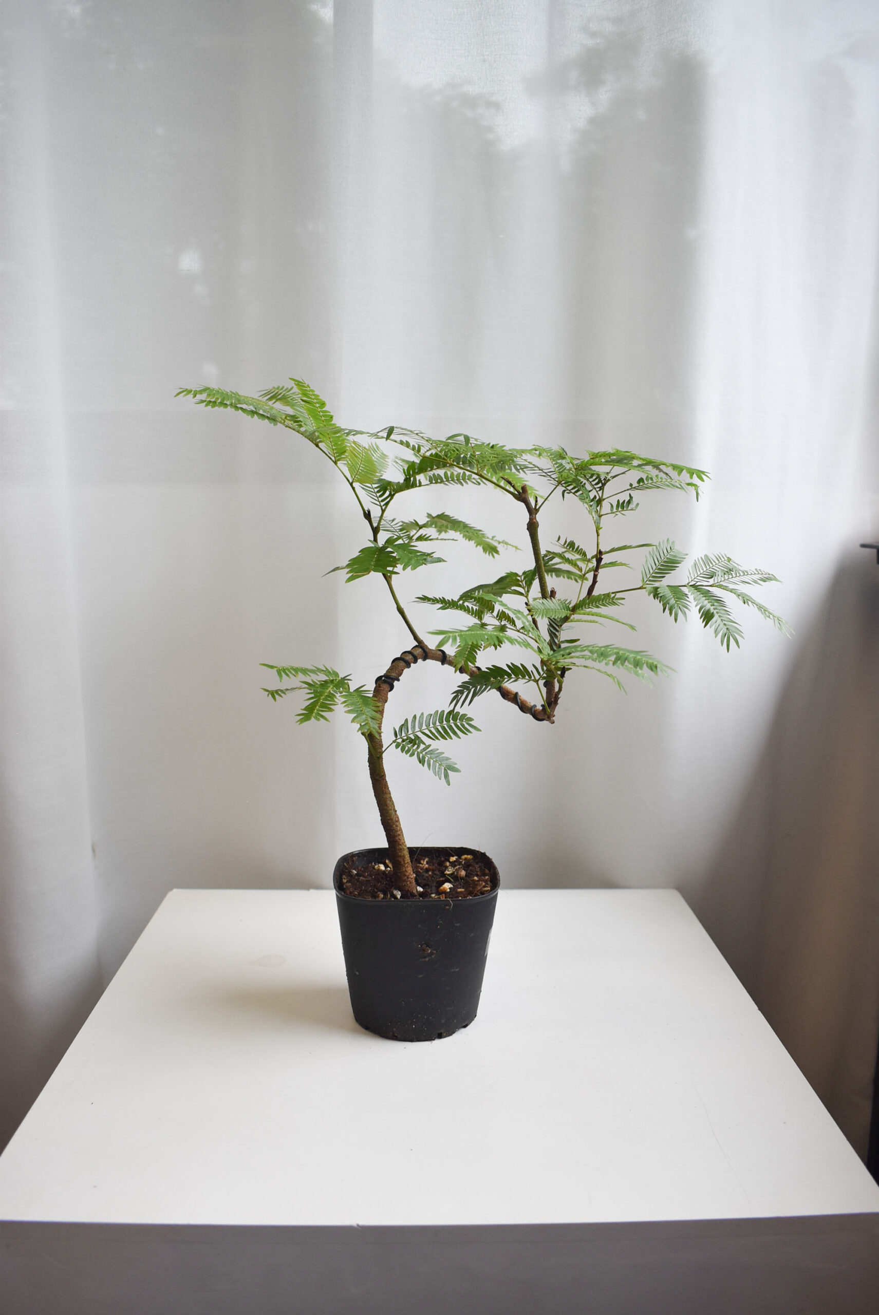 Everfresh tree size 4/5 (WIRED STEM)