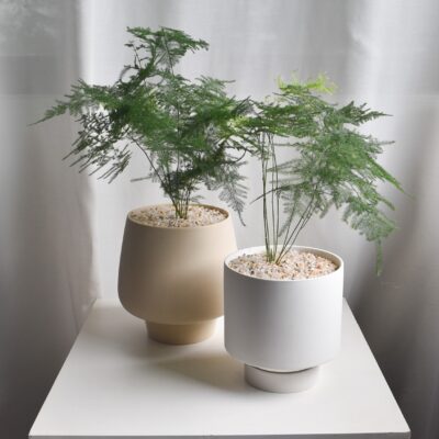 Asparagus Fern in Chalk
