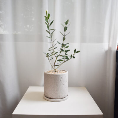 Olive Tree (Olea Europaea) in Mica