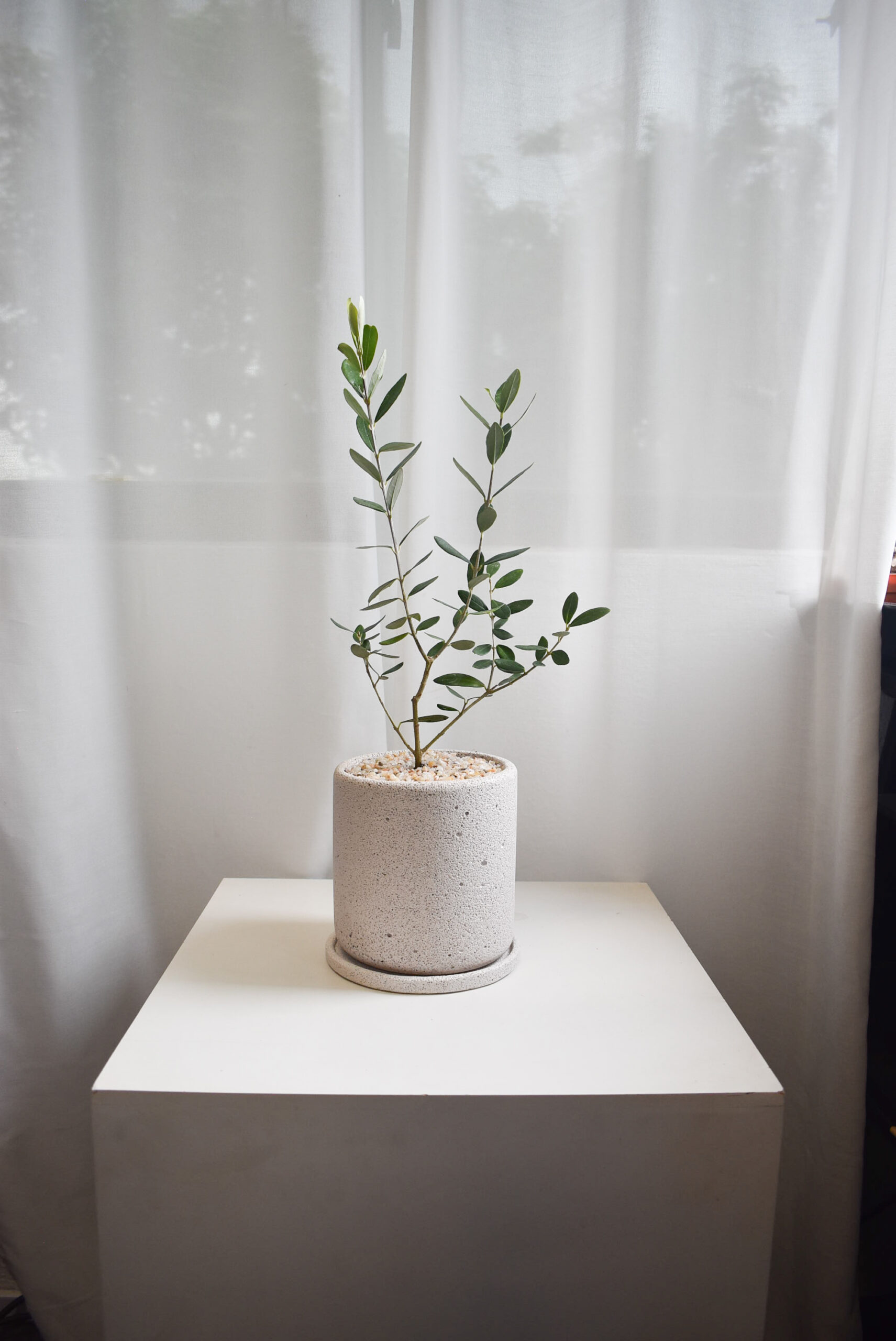 Olive Tree (Olea Europaea) in Mica