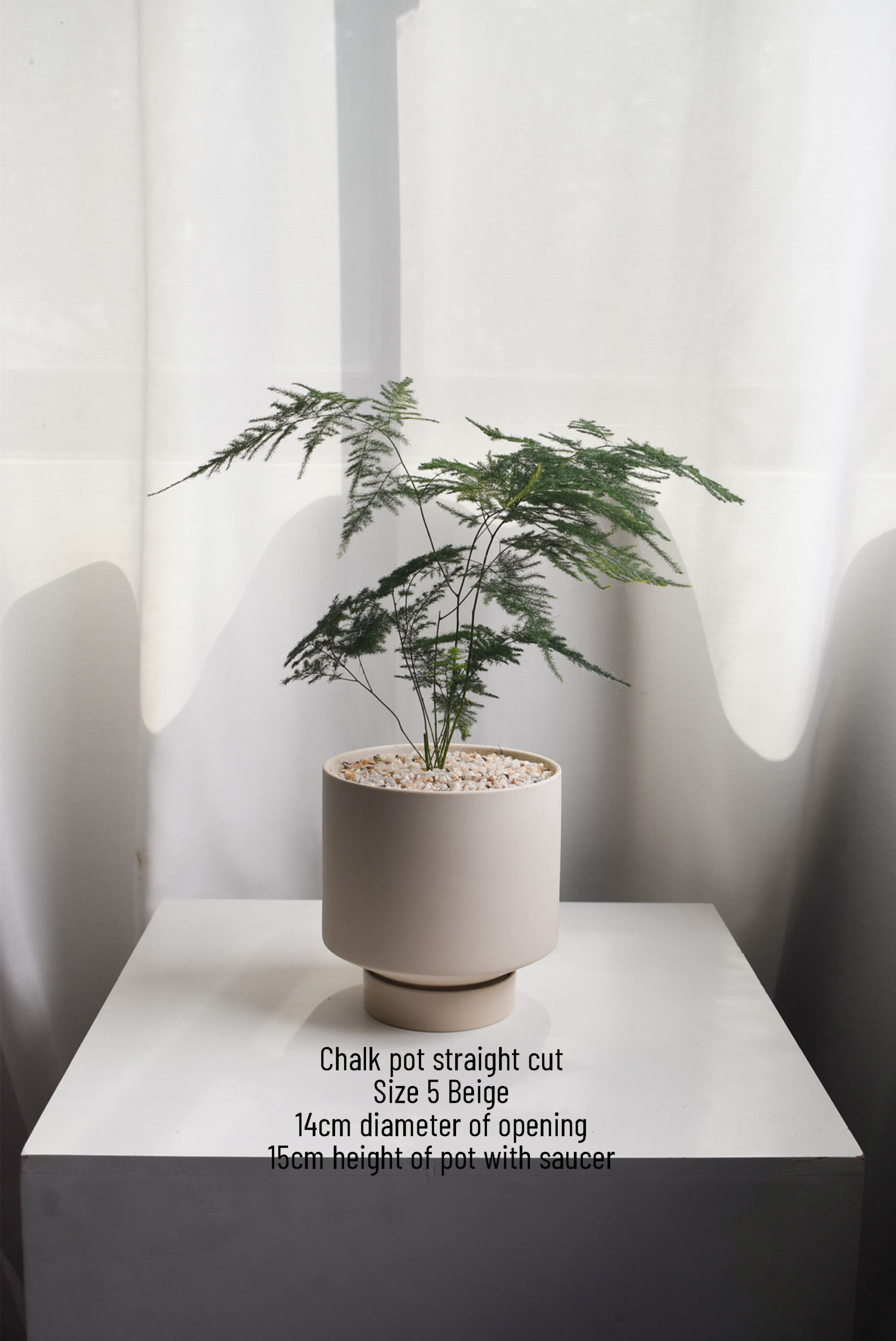 Asparagus Fern in Chalk - Image 2