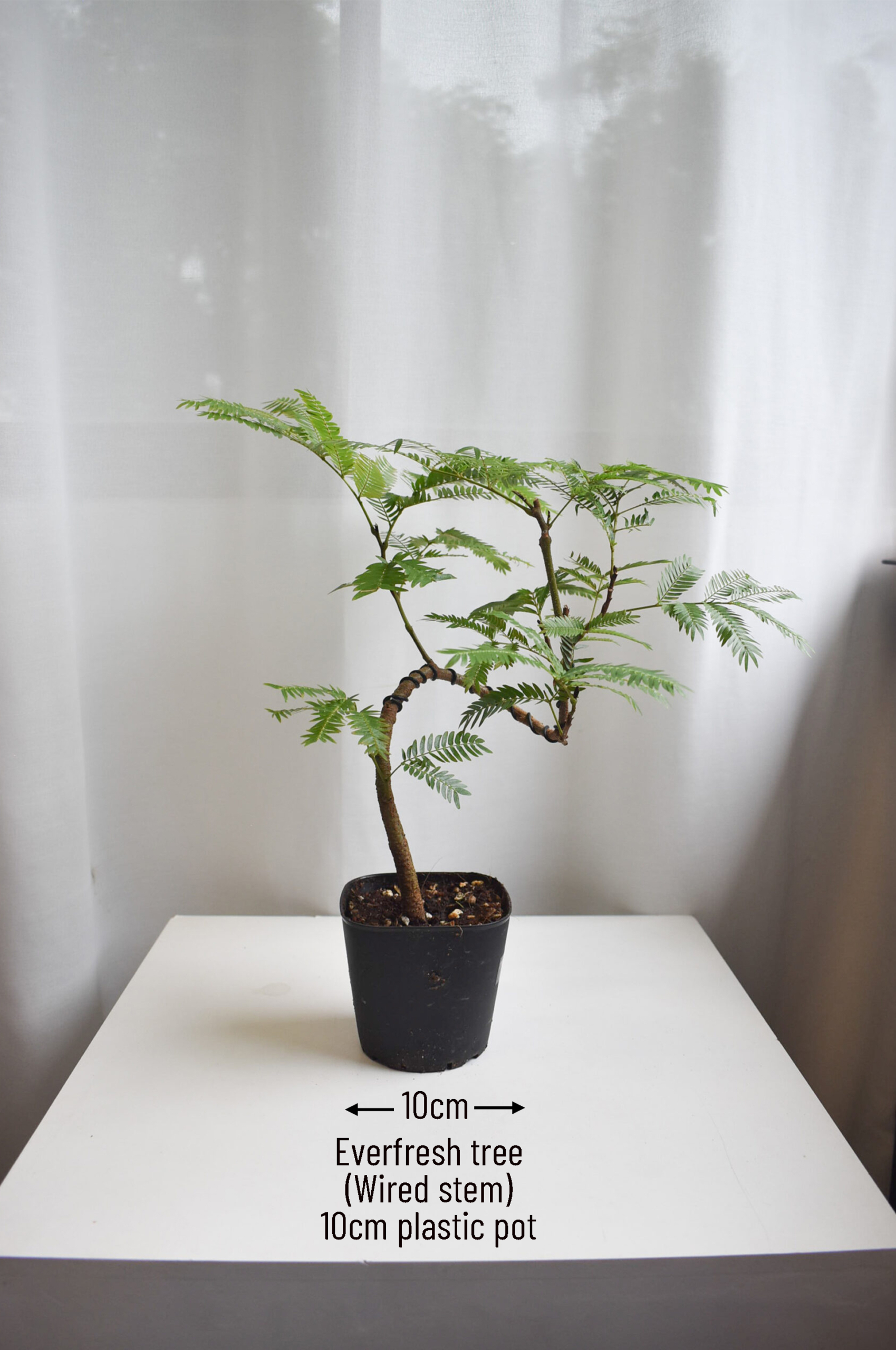 Everfresh tree size 4/5 (WIRED STEM) - Image 2