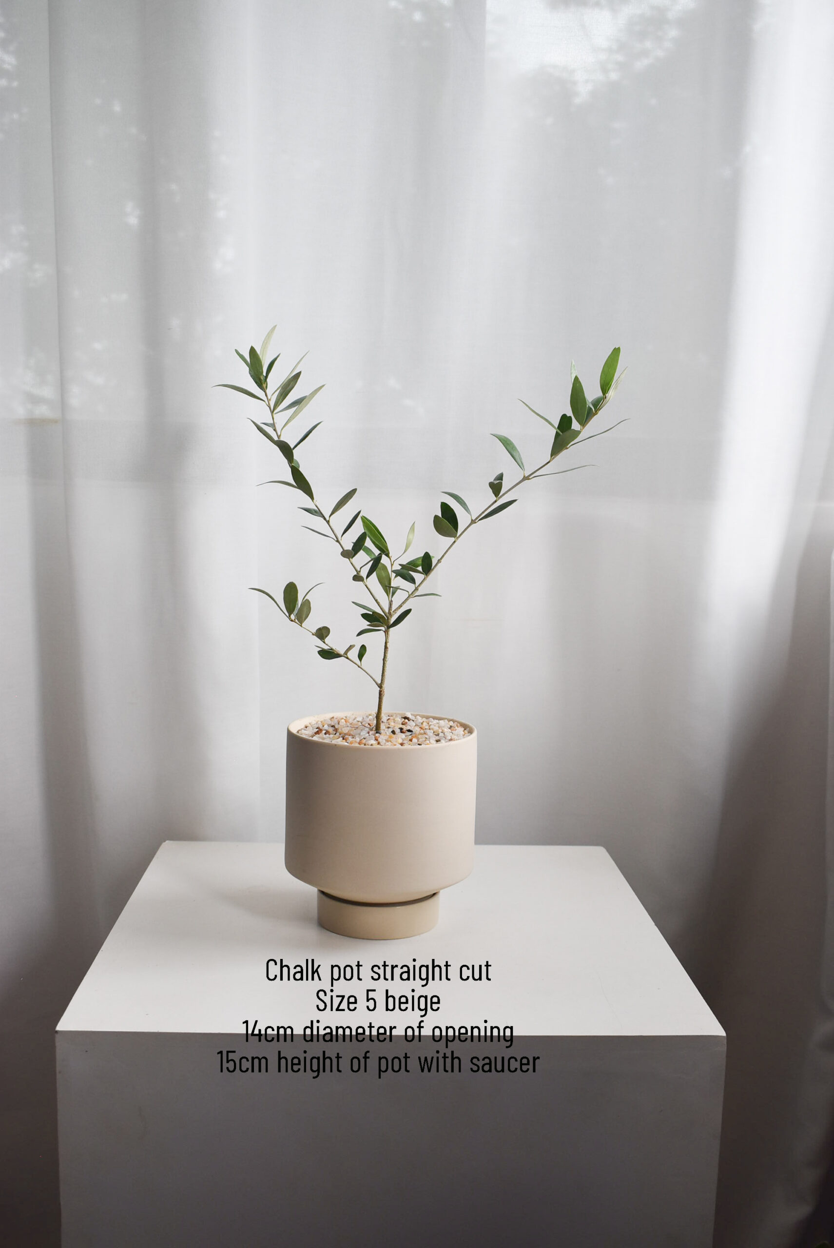 Olive trees (Olea Europaea) in Chalk - Image 3