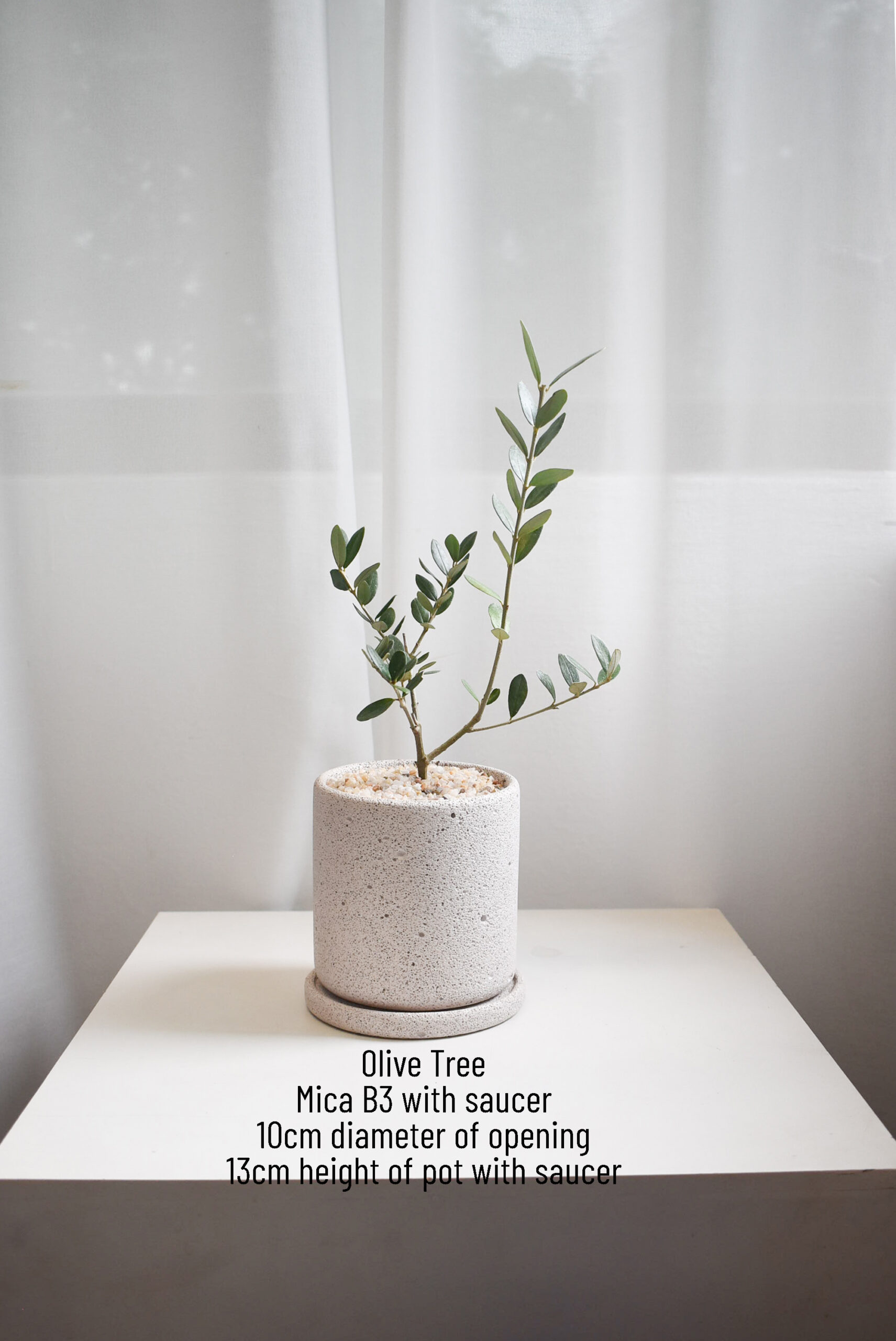 Olive Tree (Olea Europaea) in Mica - Image 2