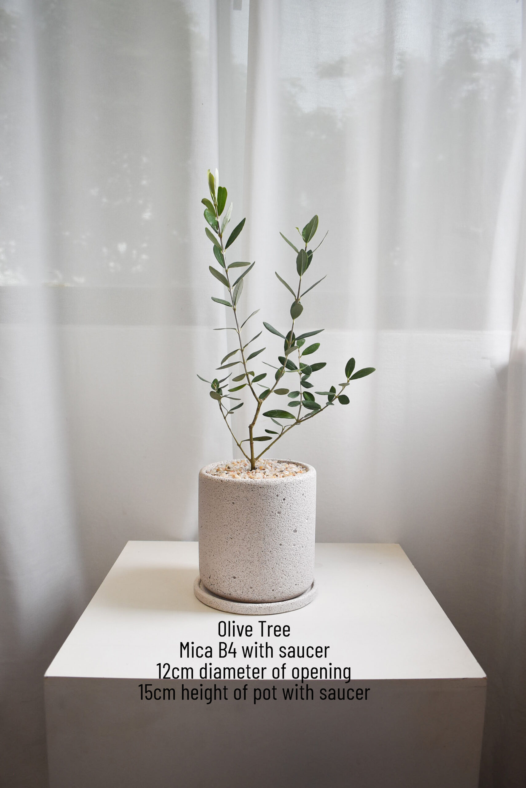 Olive Tree (Olea Europaea) in Mica - Image 3