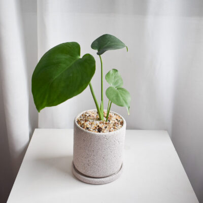 Monstera Deliciosa in Mica