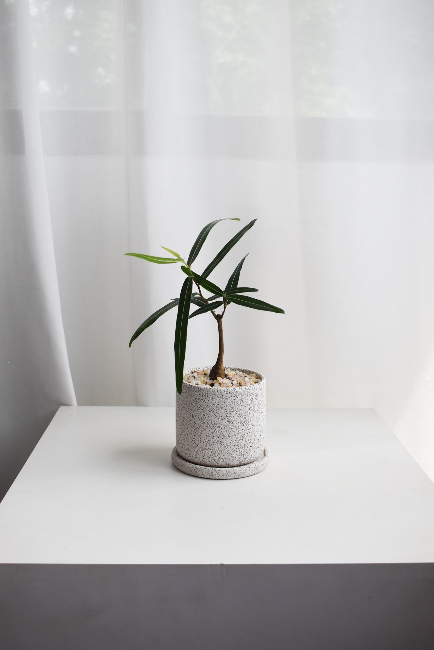 Japanese Bottletree in Mica