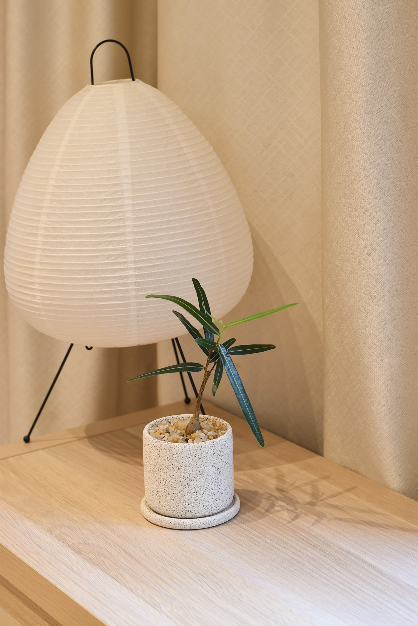 Japanese Bottletree in Mica - Image 4