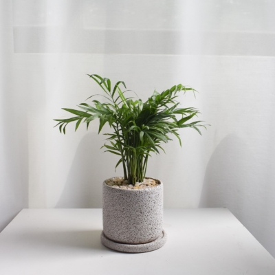 Parlor Palm in Mica B2 with saucer