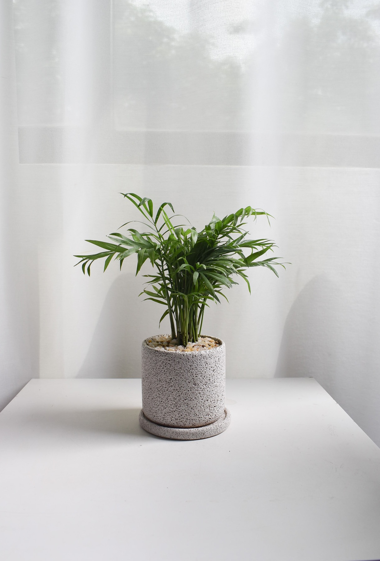 Parlor Palm in Mica B2 with saucer