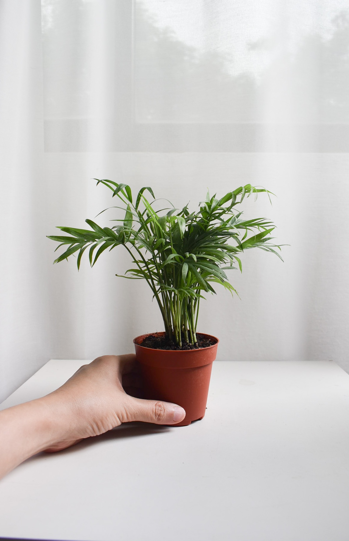 Parlor Palm