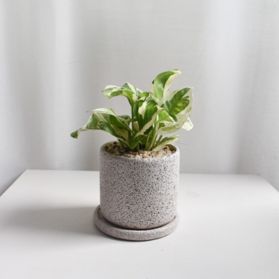 Golden Pothos in Mica B2 with saucer