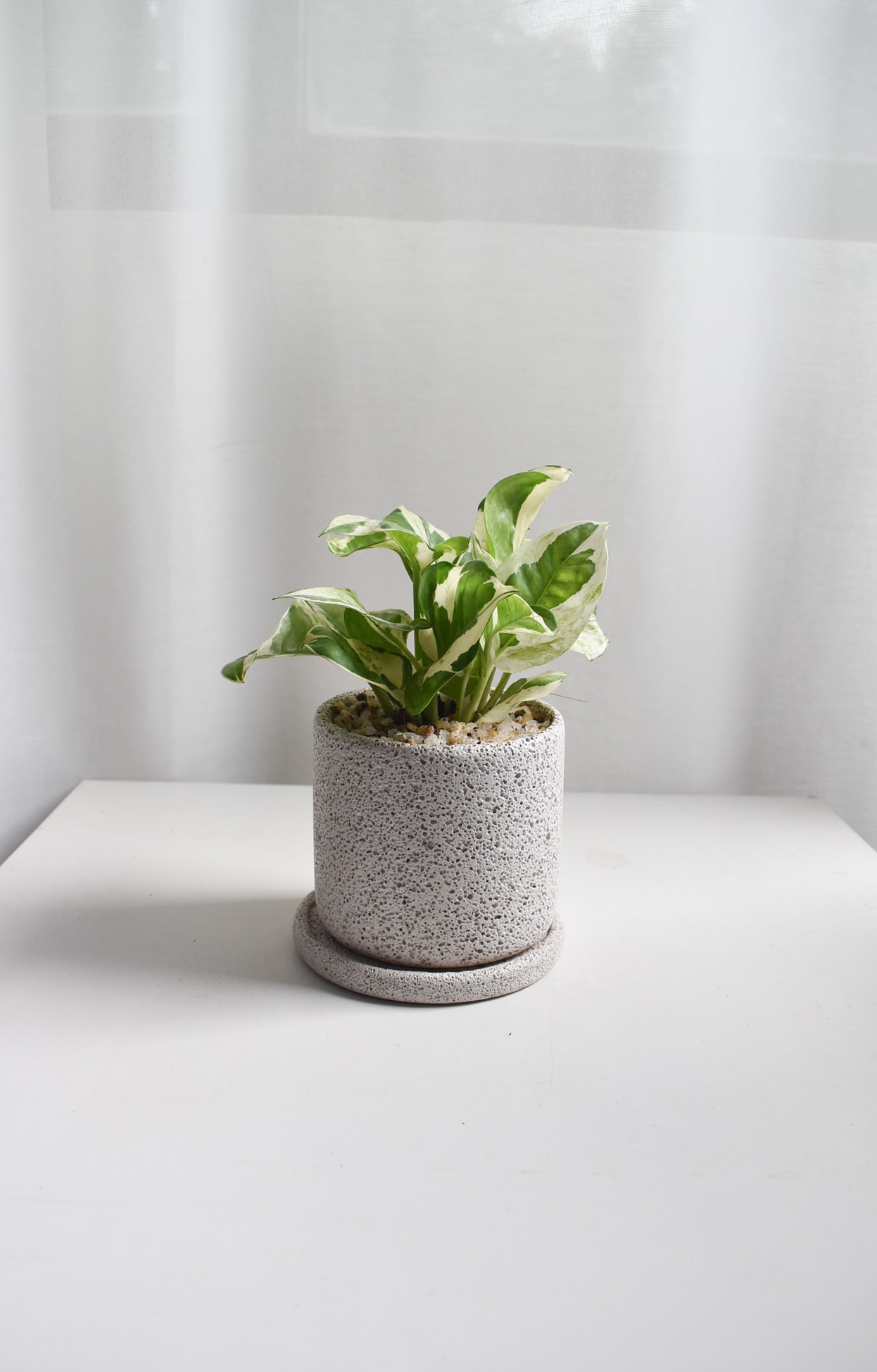Golden Pothos in Mica B2 with saucer