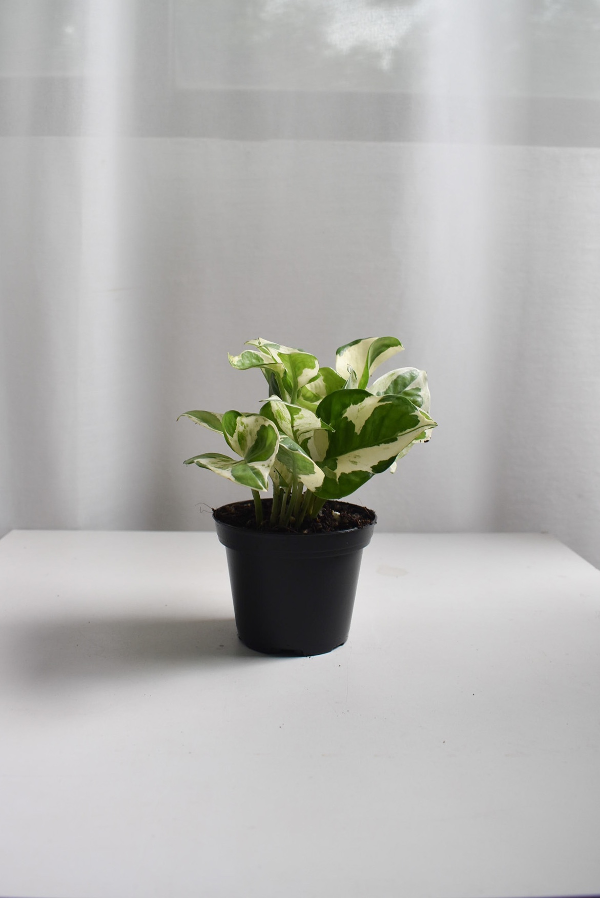Golden Pothos