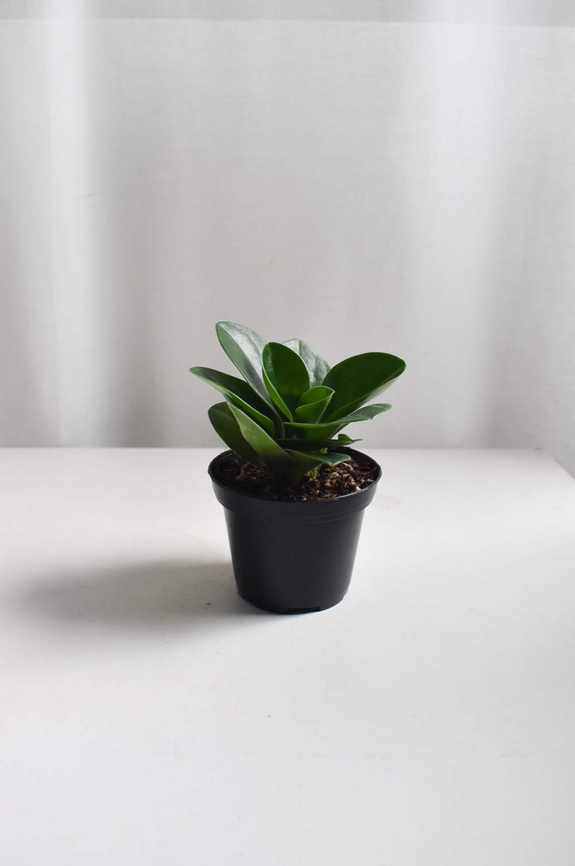 Peperomia Jade