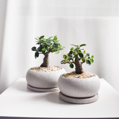 Ficus Annulata Thick Trunk Bonsais in Mica D3/D4 pots