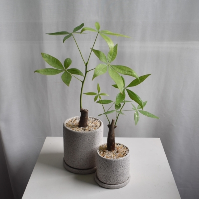 Pachira Aquatica in Mica