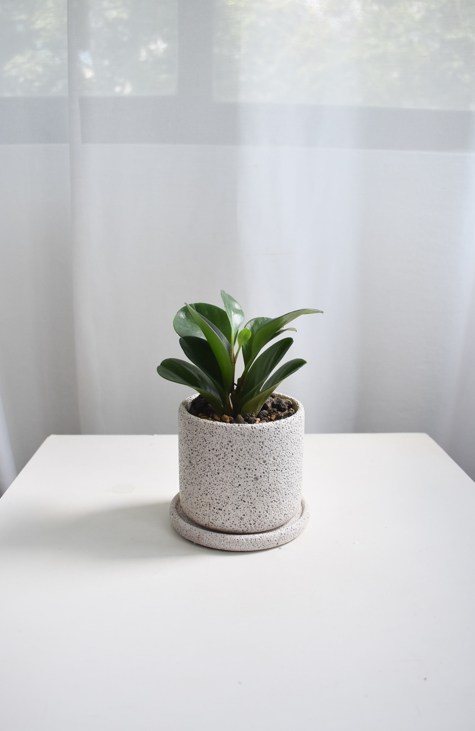 Peperomia Jade in Mica B2 with saucer