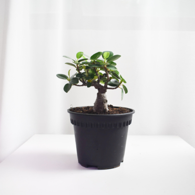 Ficus Annulata T-Trunk & Thick Trunk Bonsais