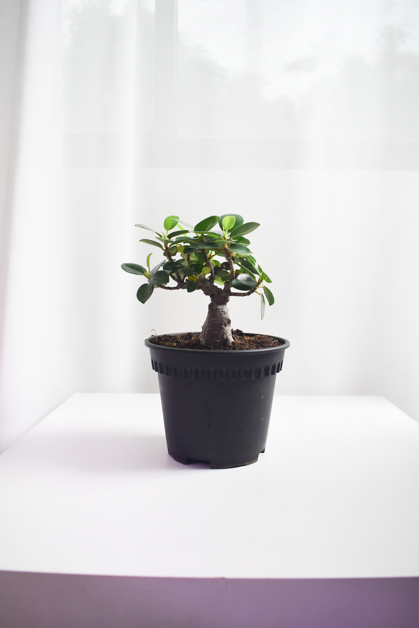 Ficus Annulata T-Trunk & Thick Trunk Bonsais