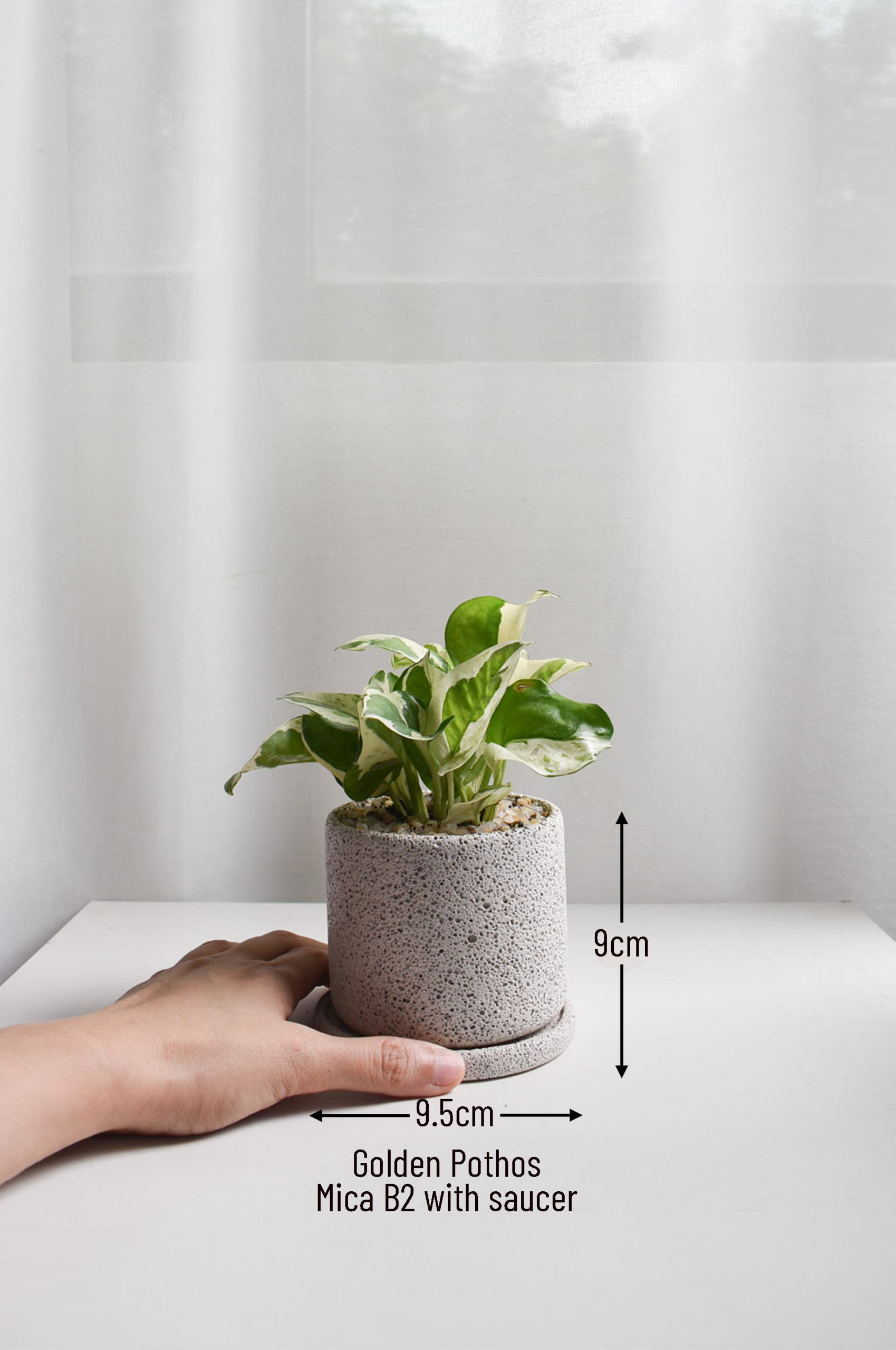 Golden Pothos in Mica B2 with saucer - Image 2
