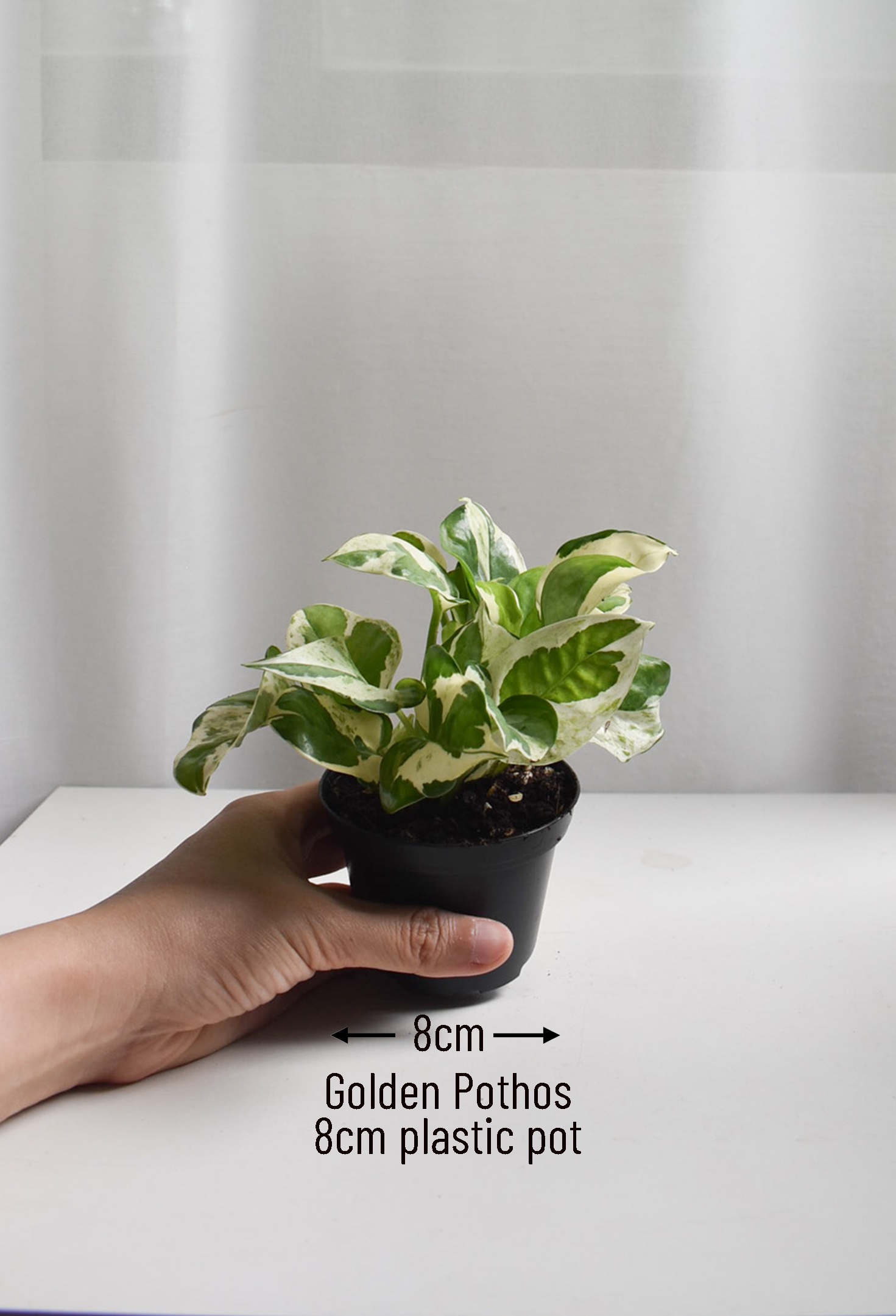 Golden Pothos - Image 2