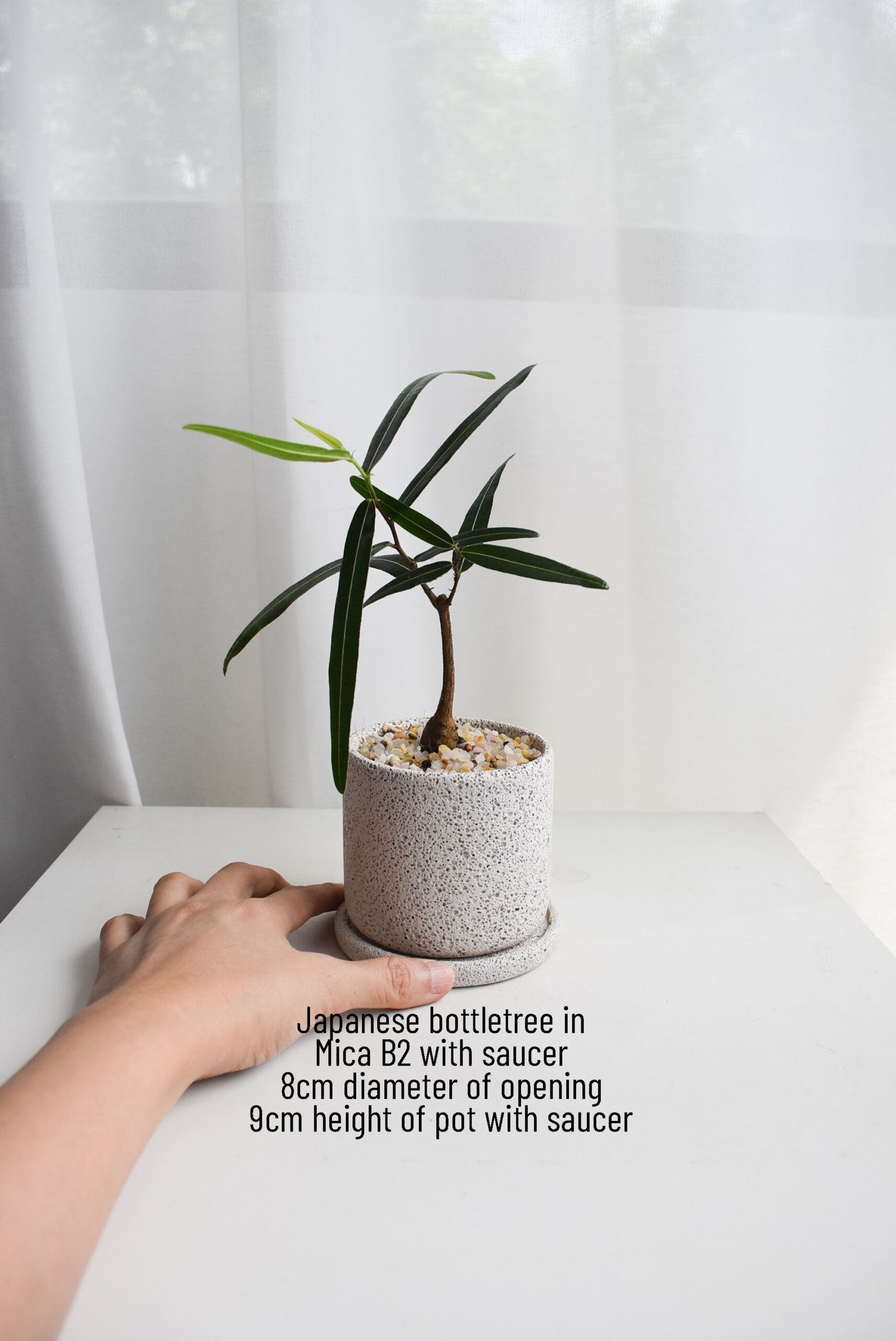 Japanese Bottletree in Mica - Image 2