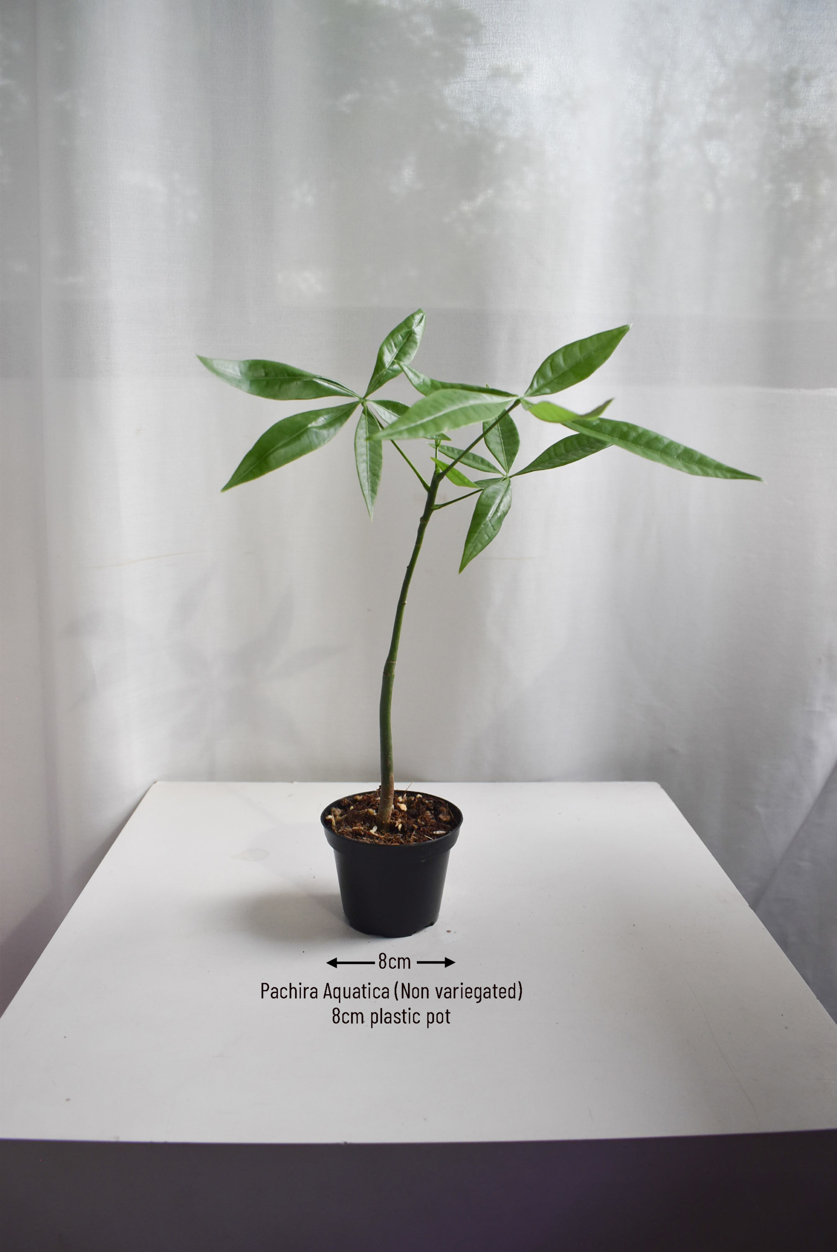 Pachira Aquatica - Image 2