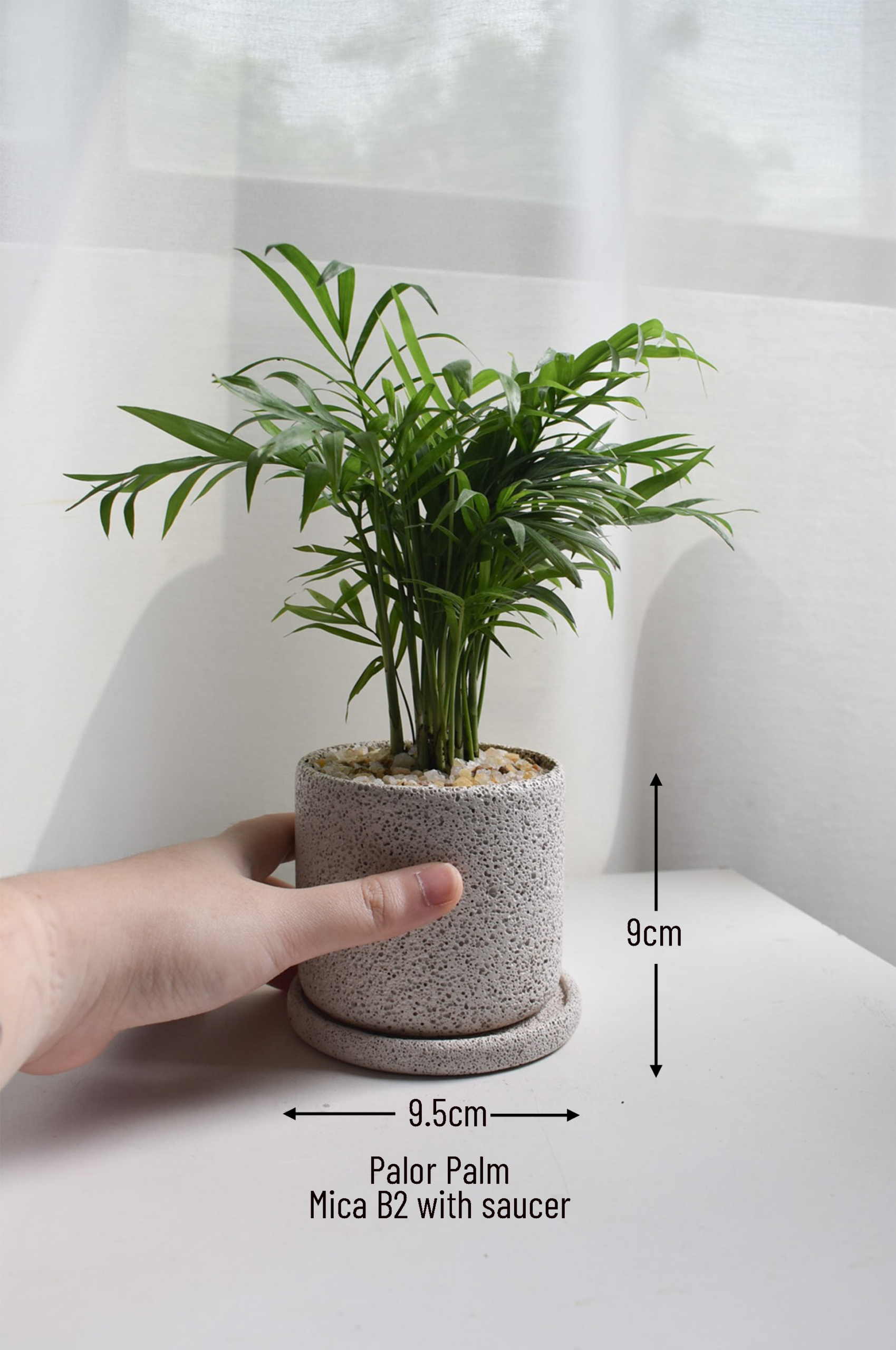 Parlor Palm in Mica B2 with saucer - Image 2