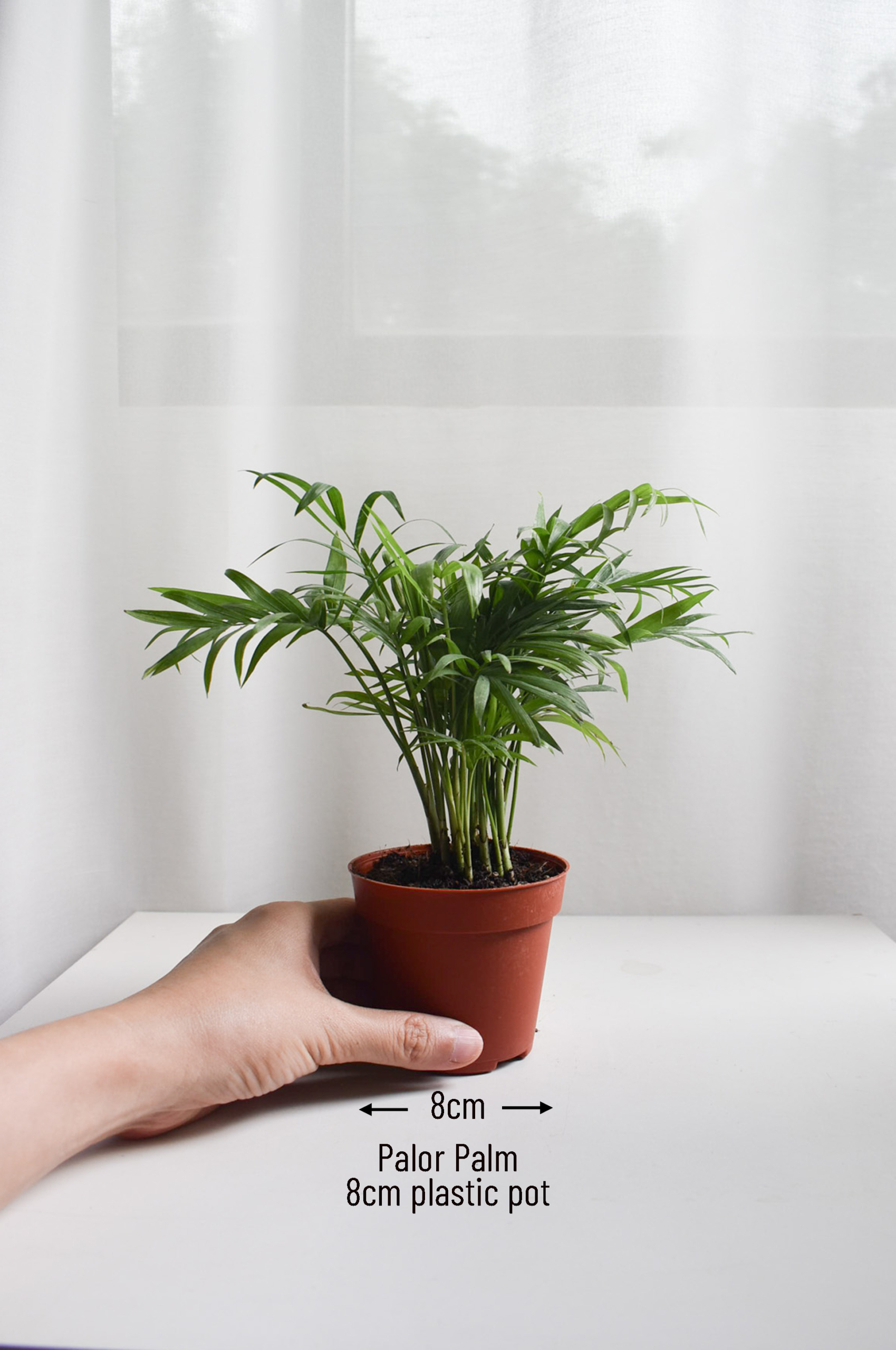 Parlor Palm - Image 2