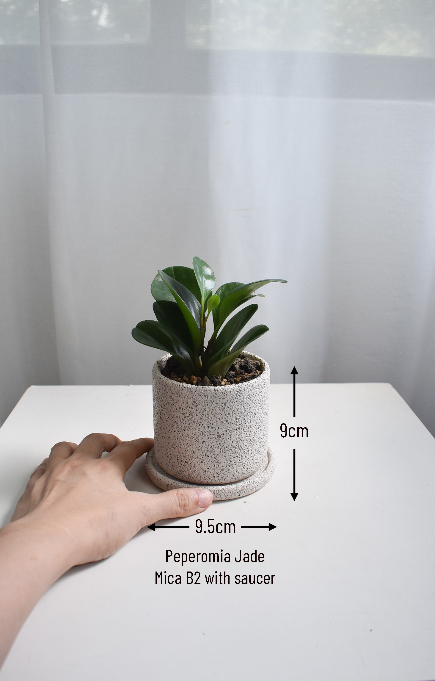 Peperomia Jade in Mica B2 with saucer - Image 2