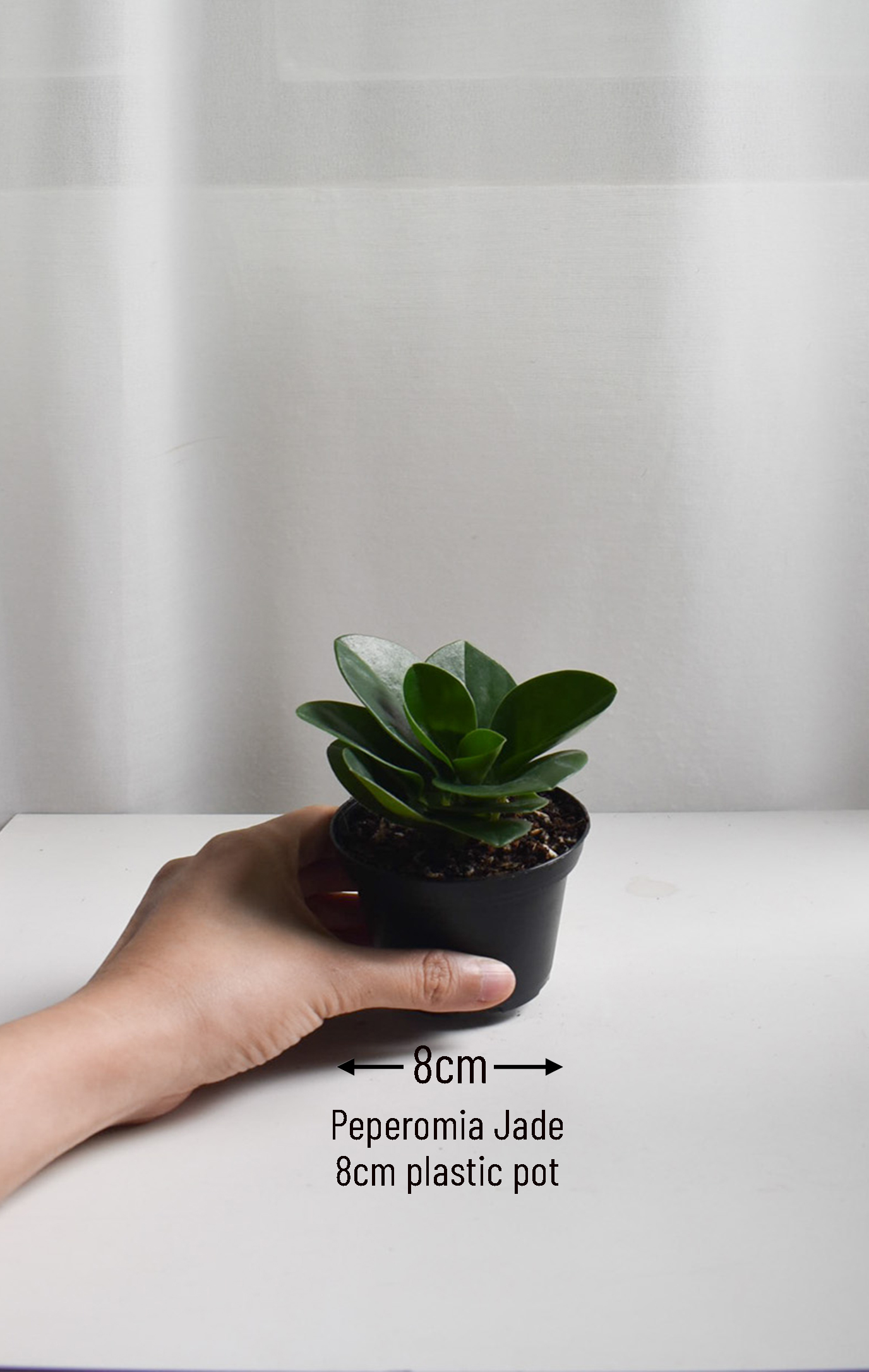 Peperomia Jade - Image 2