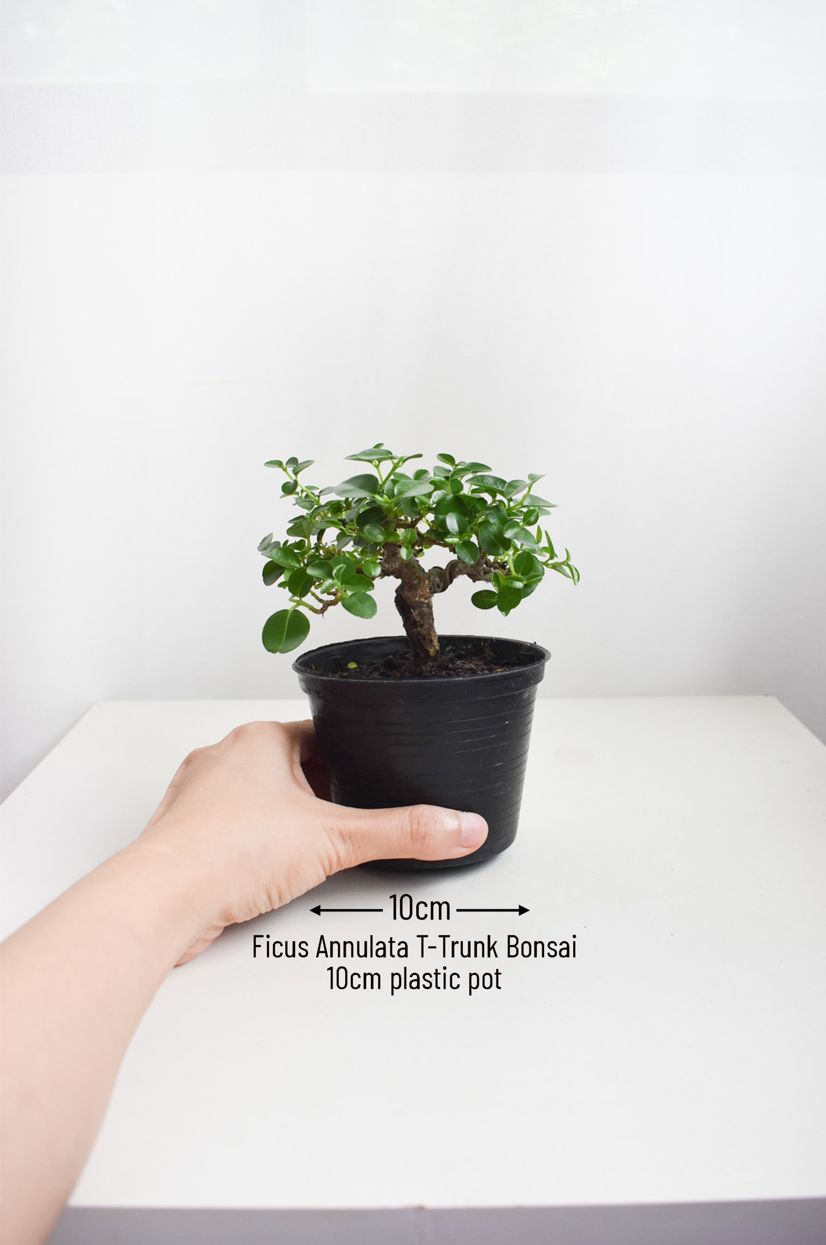 Ficus Annulata T-Trunk & Thick Trunk Bonsais - Image 2