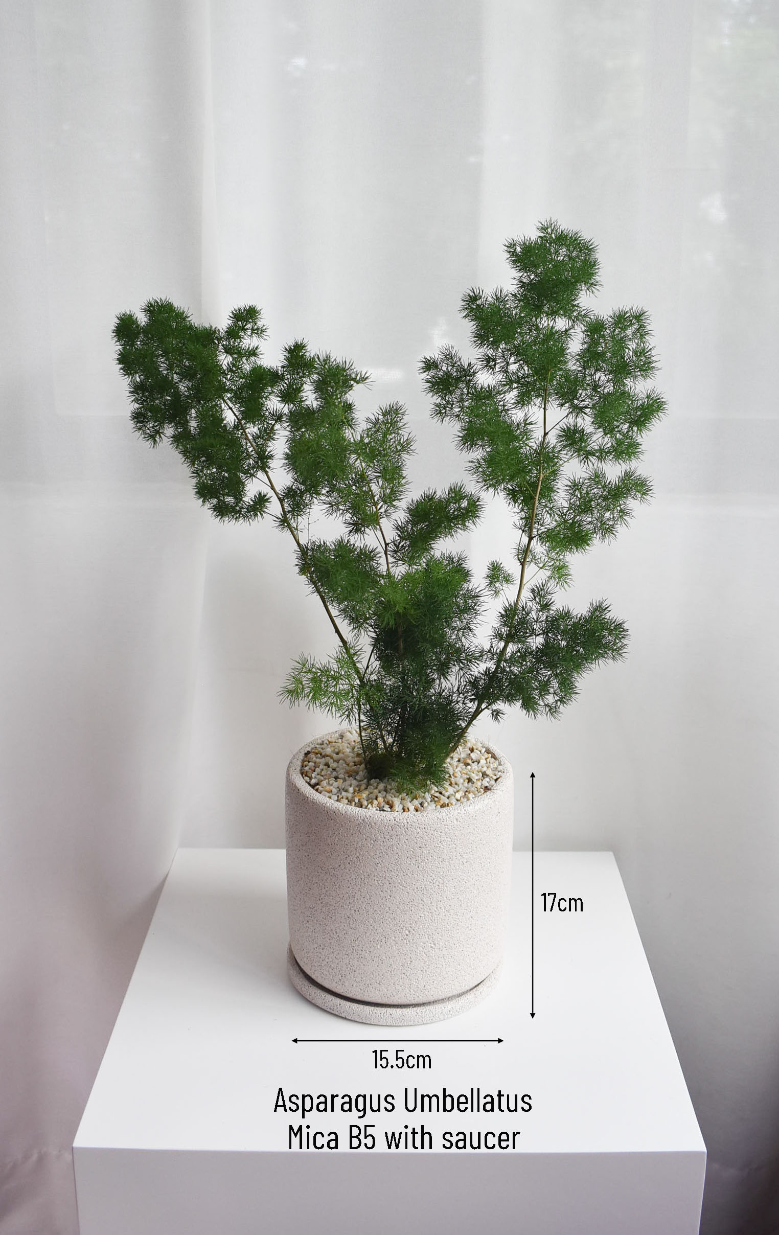 Asparagus Umbellatus in Mica - Image 3