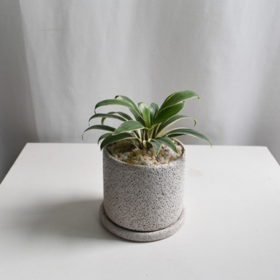 Spider plant in Mica B2 with saucer