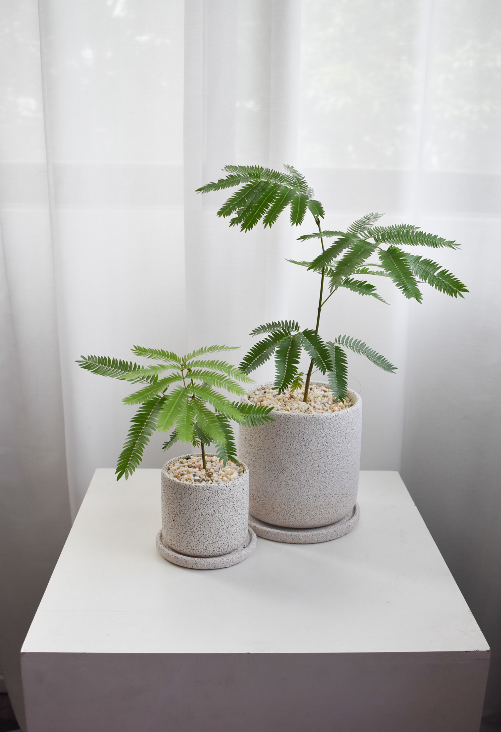 Everfresh trees size 2/3/4/5/6 in Mica (NON-WIRED STEM)