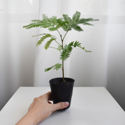 Everfresh tree size 2/3/4/5/6(NON-WIRED STEM)