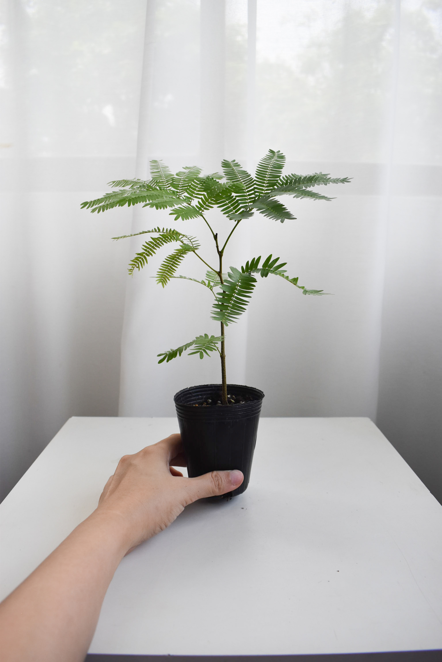 Everfresh tree size 2/3/4/5/6(NON-WIRED STEM)