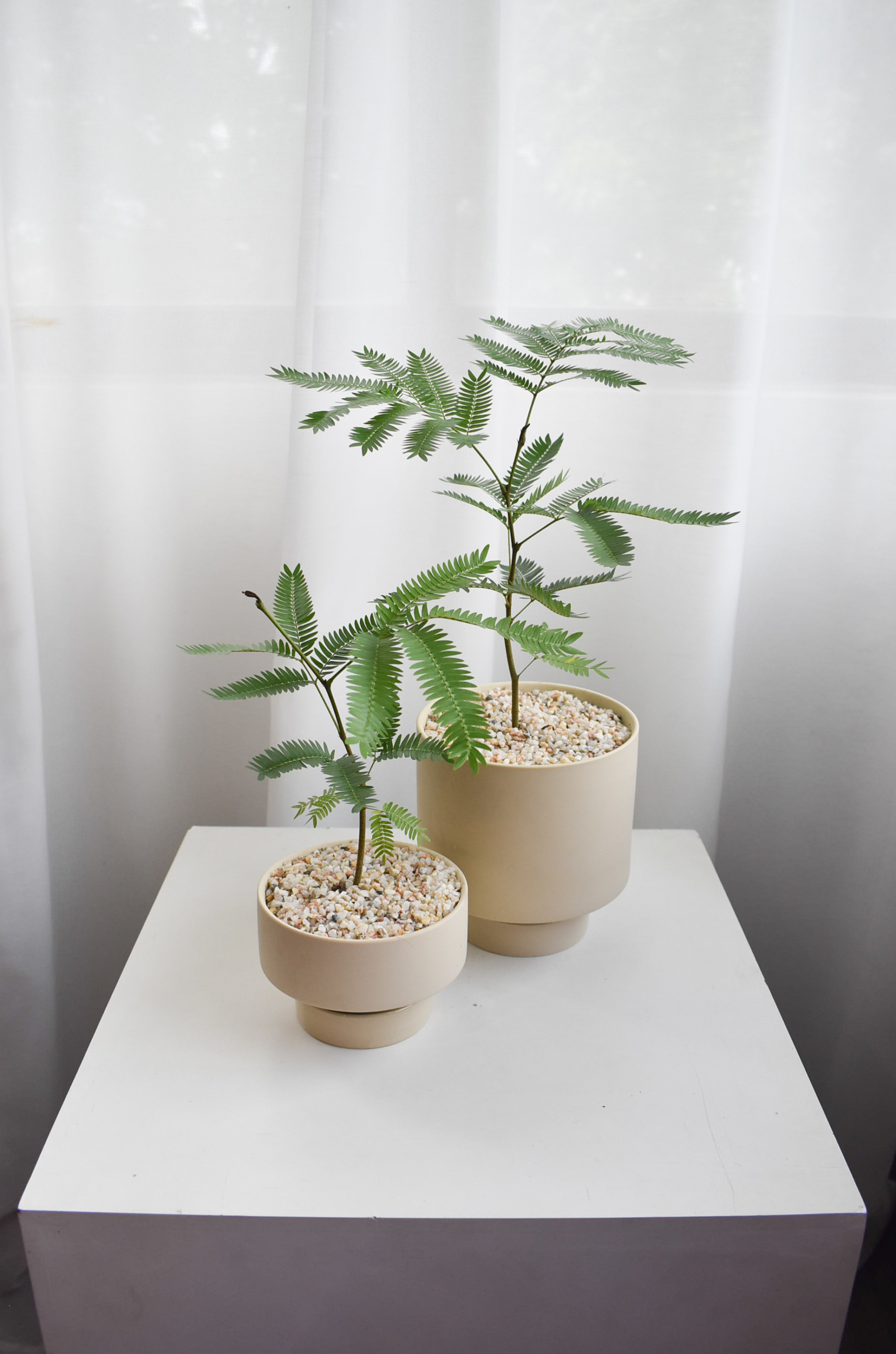 Everfresh trees size 3/4 in Chalk (Non-wired stem)