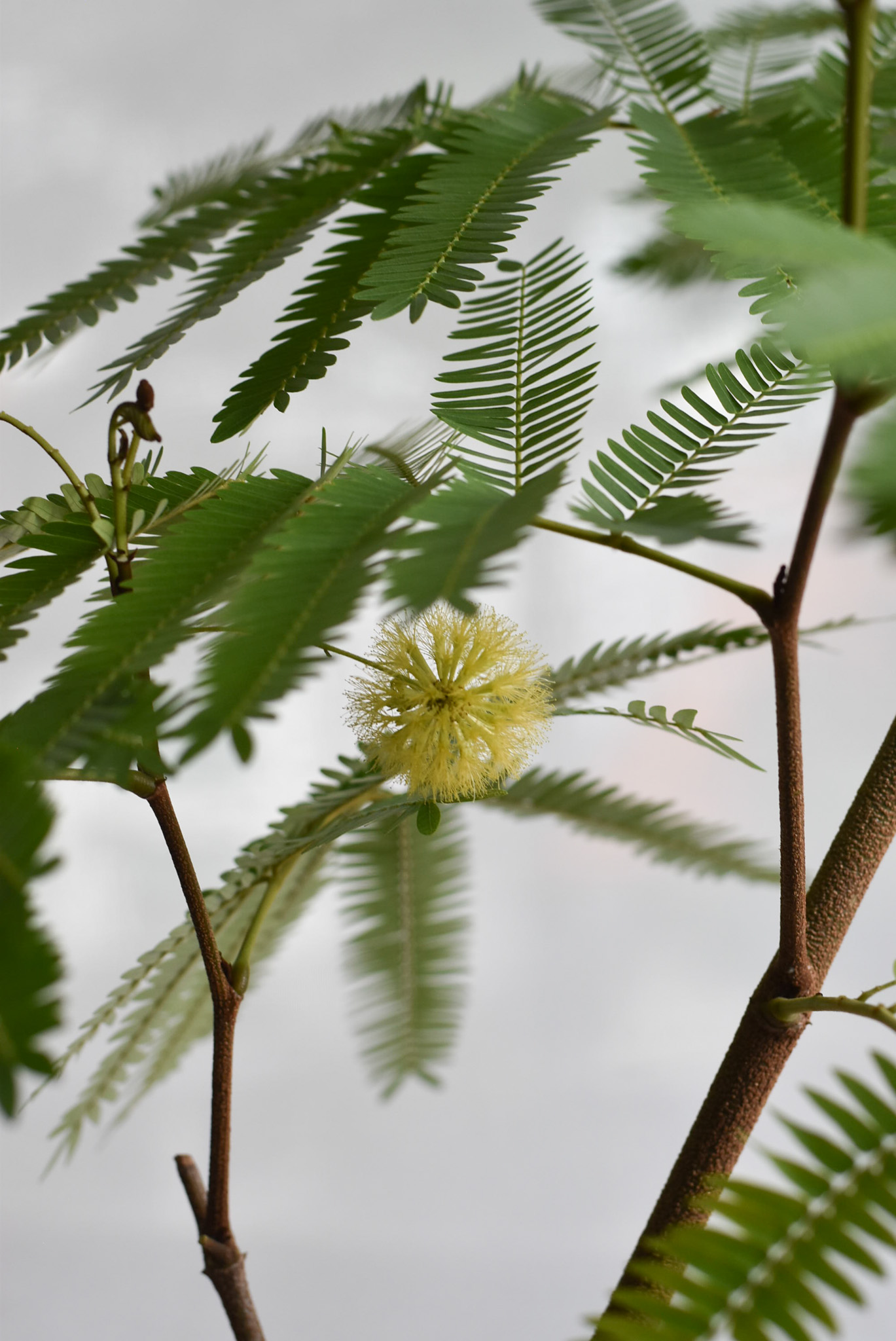 Everfresh tree in Mica B6 (+$30 car delivery at checkout) - Image 5