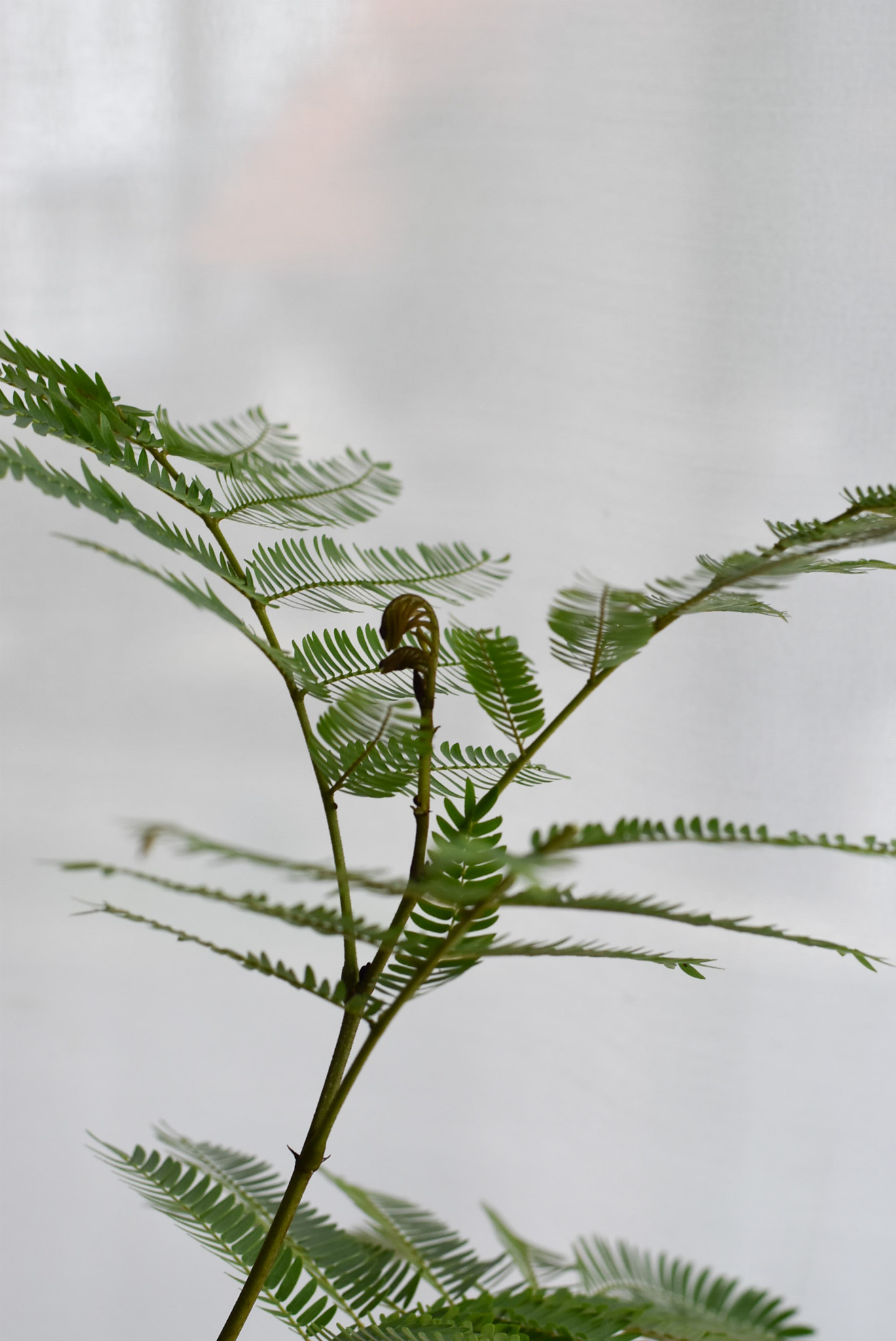 Everfresh tree in Mica B6 (+$30 car delivery at checkout) - Image 4
