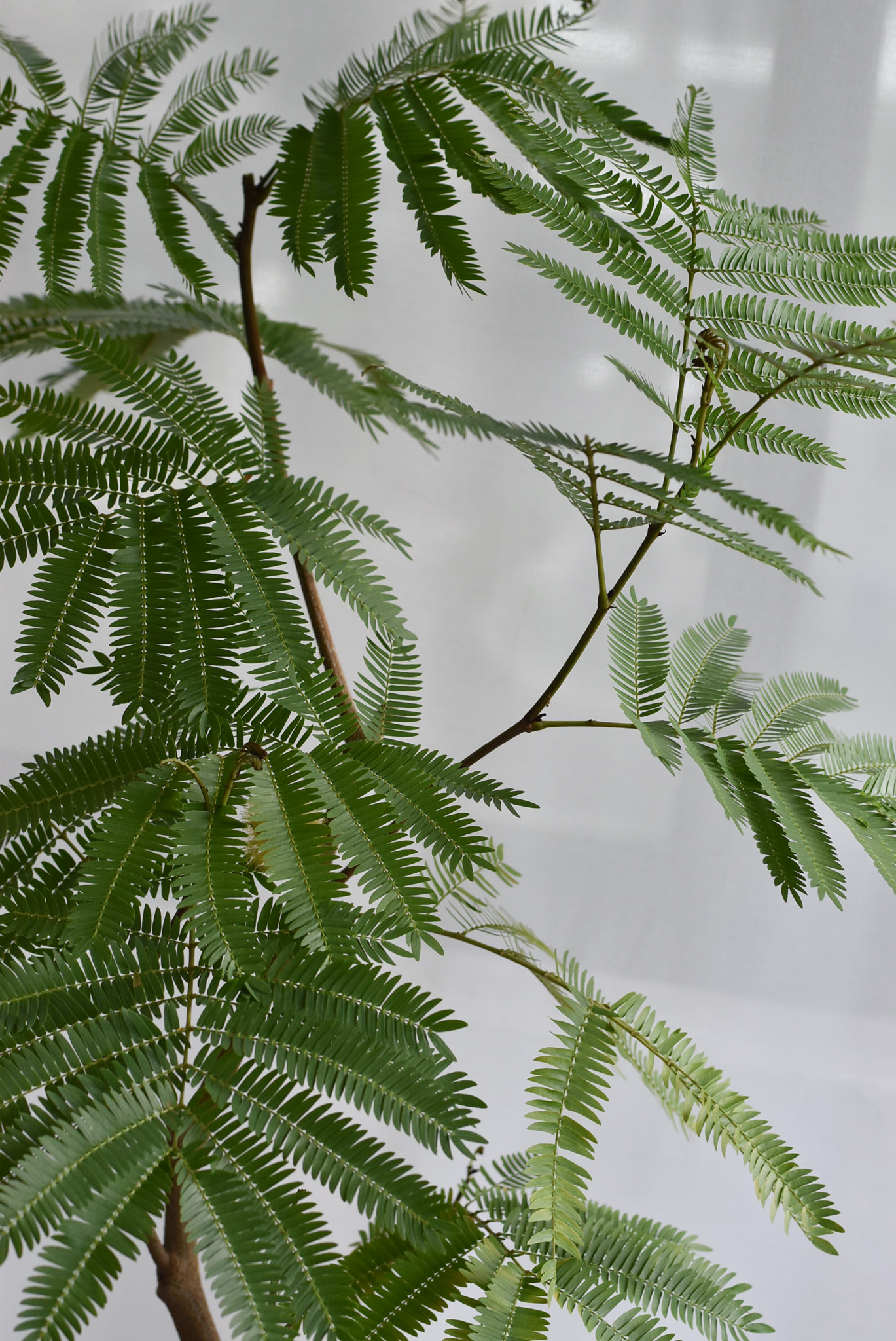 Everfresh tree in Mica B6 (+$30 car delivery at checkout) - Image 6