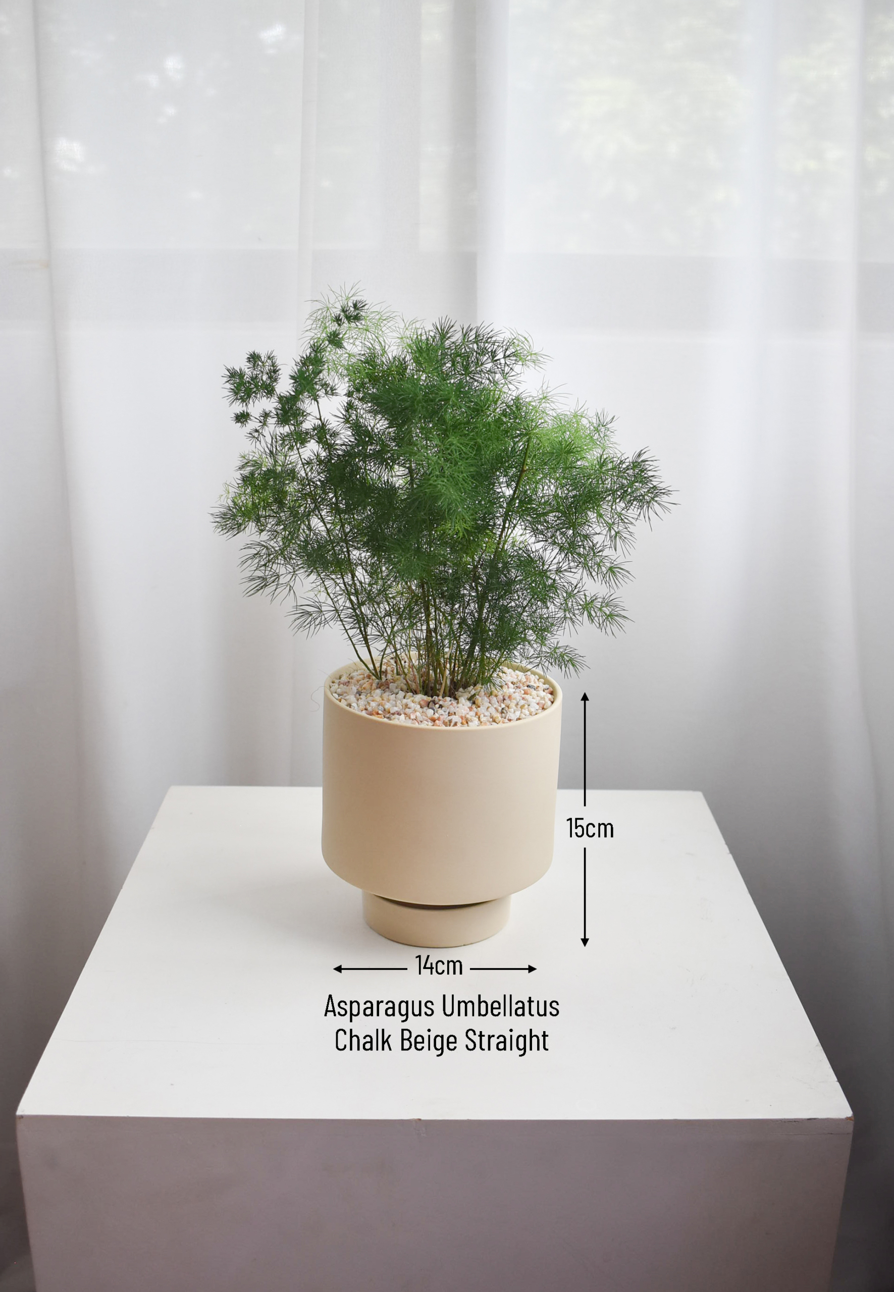 Asparagus Umbellatus in Chalk - Image 3