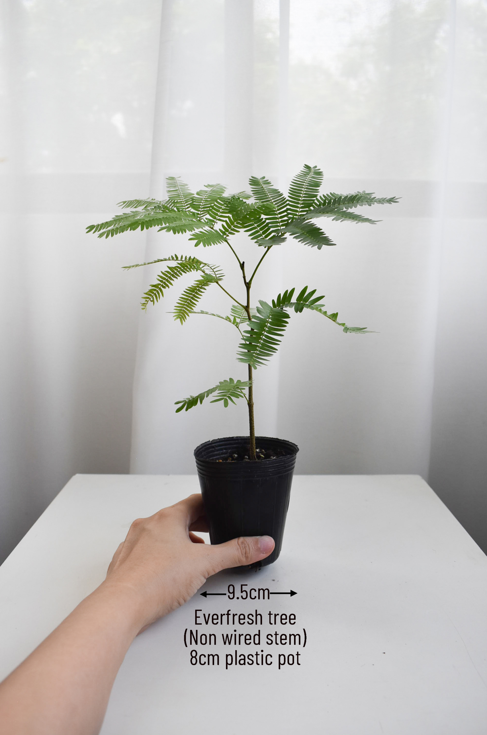 Everfresh tree size 2/3/4/5/6(NON-WIRED STEM) - Image 2