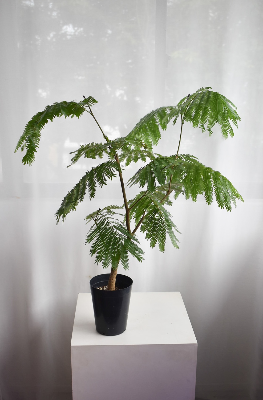Everfresh tree (+$30 car delivery at checkout)
