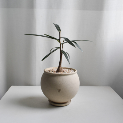 Japanese Bottletree in Aube Moon