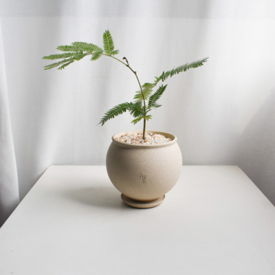 Everfresh tree in Aube Moon