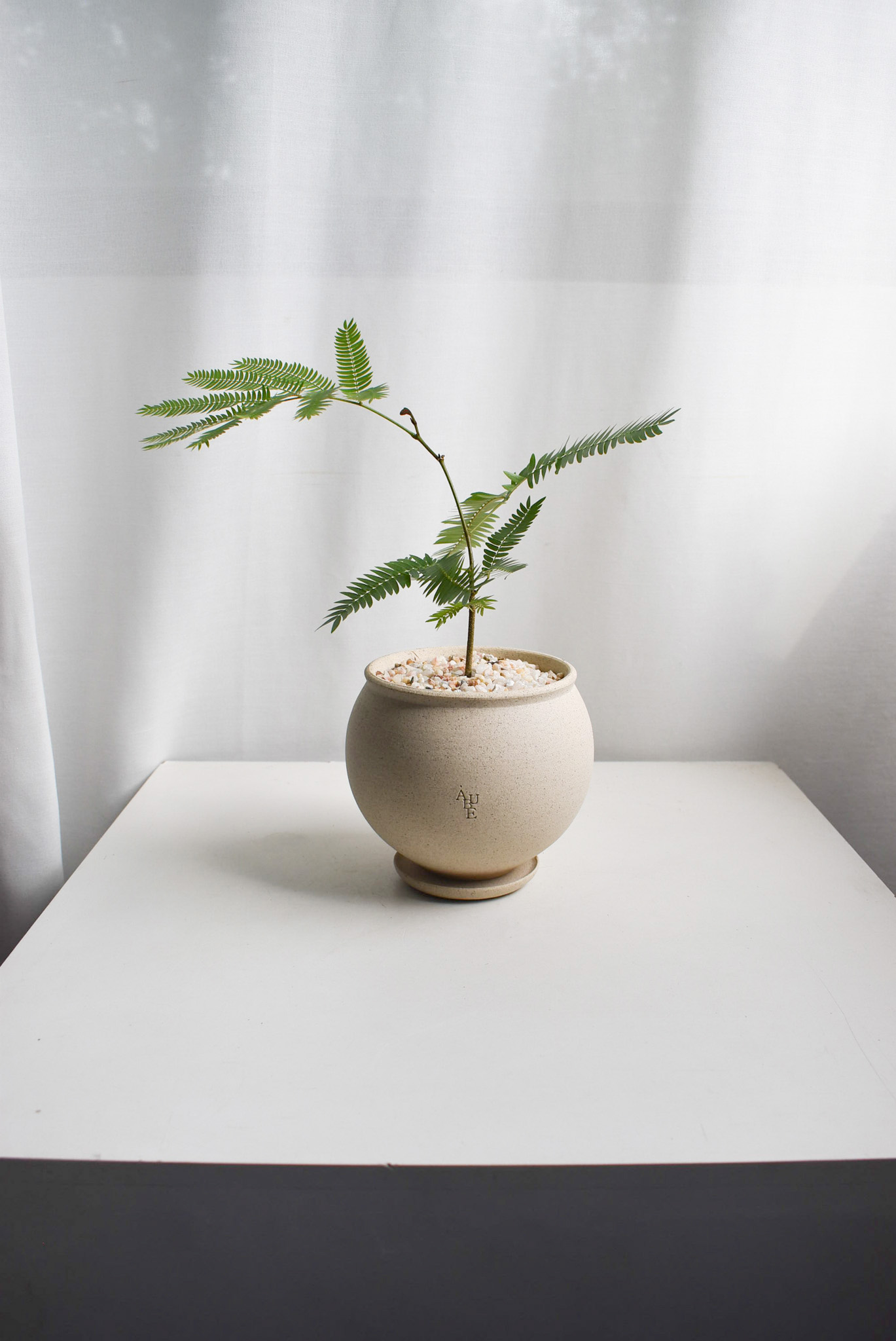 Everfresh tree in Aube Moon