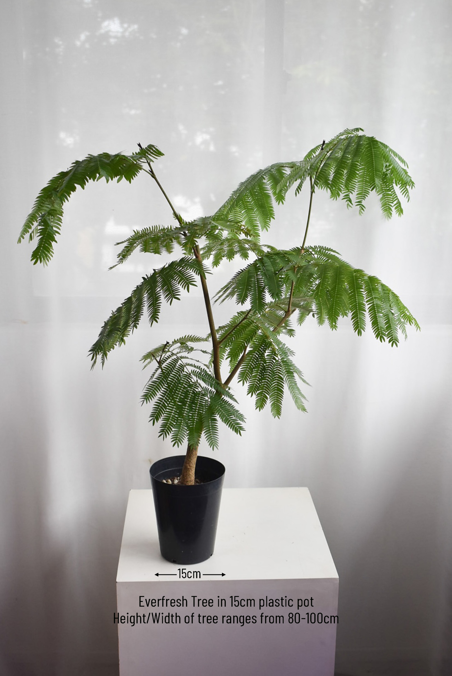 Everfresh tree (+$30 car delivery at checkout) - Image 2