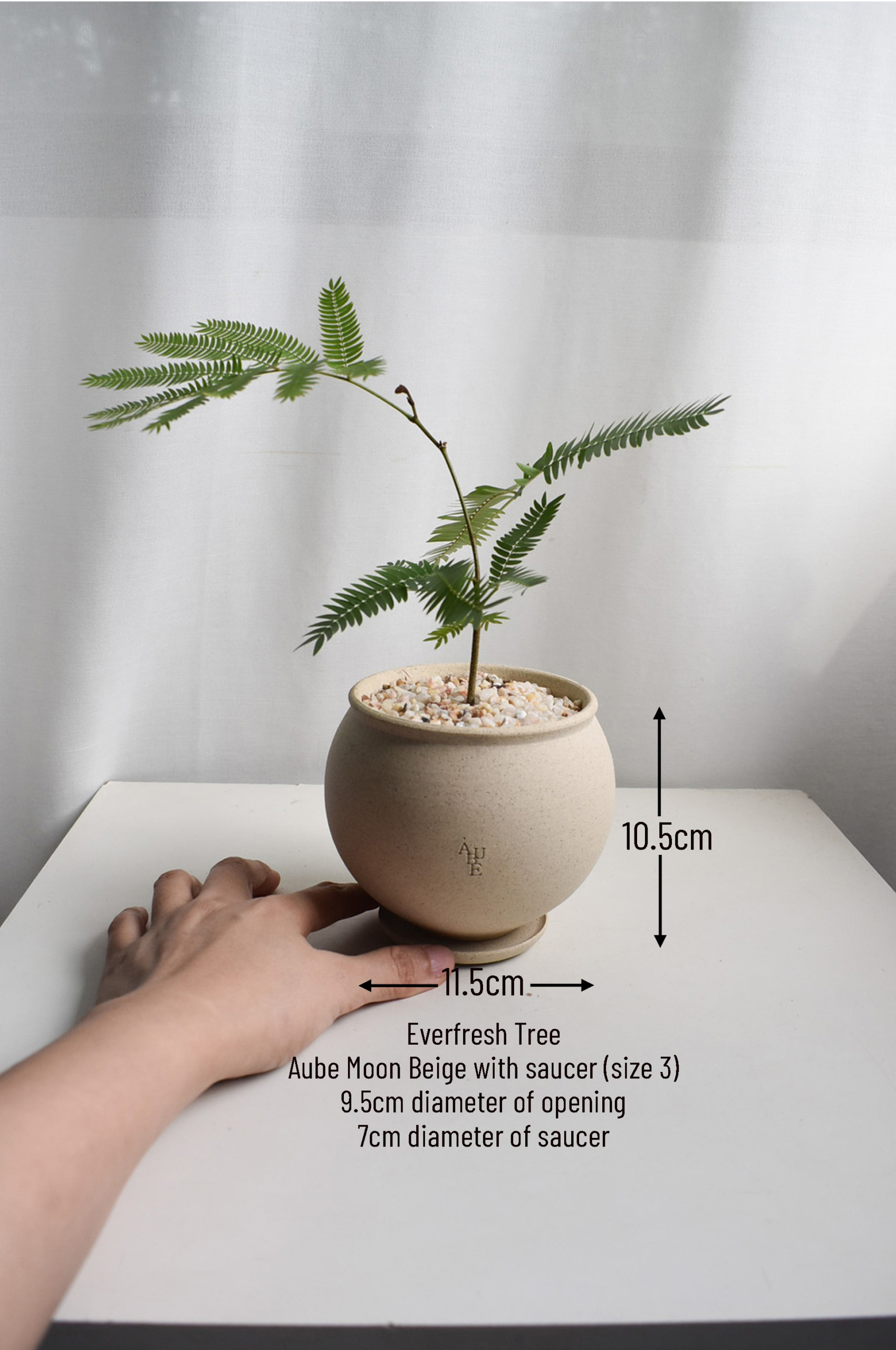 Everfresh tree in Aube Moon - Image 2
